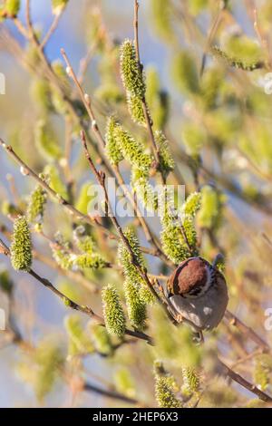 Eurasischer Baumsperling in einem aufkeimenden Baum Stockfoto