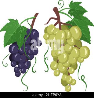 Set aus dunklen und hellen Trauben auf Ästen mit Beeren und Blättern. Süßes, gesundes Essen, gesundes, köstliches Dessert. Vektorgrafik flach Stock Vektor