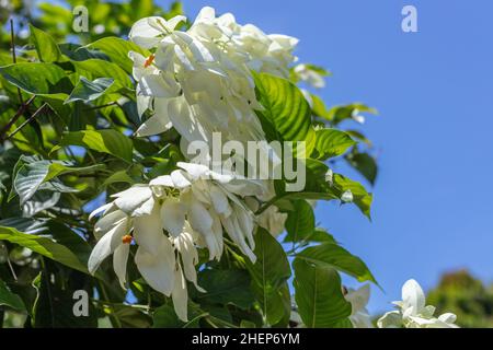 Weiß blühenden Mussaenda oder Buddha's Lampe und blauer Himmel im Hintergrund. Bali, Indonesien Stockfoto