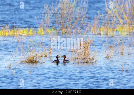 Rothalsgreiher in einem See umwerben Stockfoto