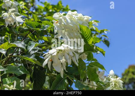 Weiß blühenden Mussaenda oder Buddha's Lampe und blauer Himmel im Hintergrund. Bali, Indonesien Stockfoto