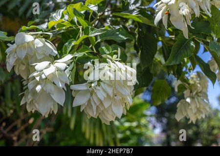 Weiß blühenden Mussaenda oder Buddha's Lampe und blauer Himmel im Hintergrund. Bali, Indonesien Stockfoto