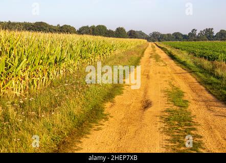 Sandweg durch Felder von Kulturen, die Sandlings ehemaliges Heidegebiet, Sutton, Suffolk, Großbritannien, durchqueren Stockfoto