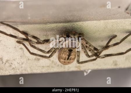 Kopfüber gebänderter Jäger (Hokonia immanis), riesige graue Jägerspinne, gefunden auf der Innenseite des Briefkastens (Briefkasten) Queensland, Australien. Stockfoto