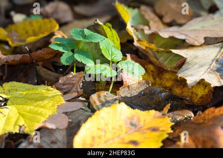 Gewöhnlicher Giersch, Giersch, Geißfuß, Aegopodium podagraria, ground Elder, Kraut, Gerard, Bishop's Weed, goutweed, Gicht Würze, Schnee-in-der-Berg, En Stockfoto