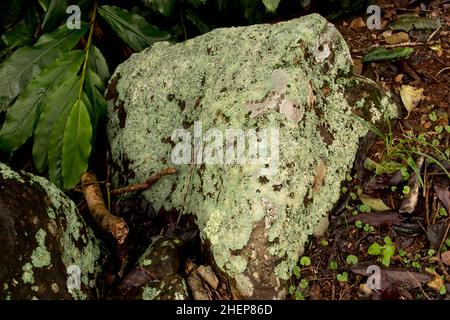 Großer Basaltblock, der mit einer Mischung aus hellgrünen und weißen Flechten bedeckt ist. Subtropischer Regenwald, Queensland Australien. Stockfoto