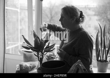 Frau, die sich um Pflanzen kümmert, sprüht eine Pflanze mit reinem Wasser aus einer Sprühflasche Stockfoto