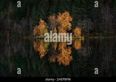 Glencoe Lochan, Schottland, der letzte der goldenen bunten Herbstsonnen, die die einsamen Bäume auf der Insel im See erleuchten Stockfoto