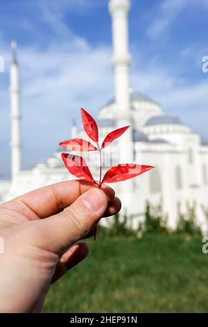 Die Hand eines Mannes hält ein rotes Blatt am wolkigen blauen Himmel mit der Istanbul Camlica Moschee (türkisch: Camlica Camii) im Hintergrund. Stockfoto