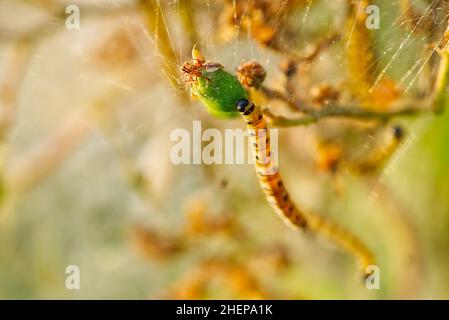 Yponomeuta malinellus oder Apfelschaufelmotte. Die Kolonie der Larven auf dem Gartenbaumast Stockfoto
