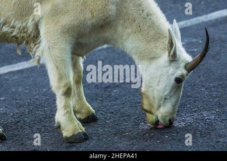 Zwei Bergziegen Mutter und Kind auf dem Parkplatz, Glacier National Park, Montana Stockfoto