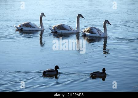 USCHHOROD, UKRAINE - 7. JANUAR 2022 - drei Schwäne und zwei Enten gleiten auf dem Kirpichka-See, Uschhorod, Region Zakarpattia, Westukraine. Stockfoto