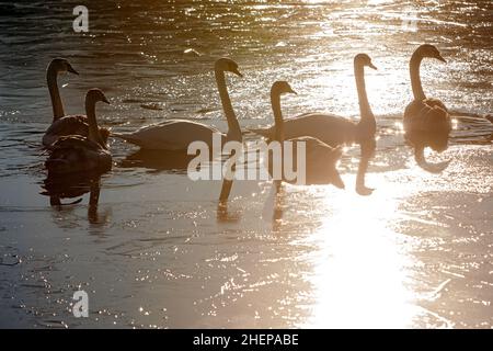 USCHHOROD, UKRAINE - 7. JANUAR 2022 - Schwäne gleiten auf der Oberfläche des Kirpichka-Sees, der im warmen Glanz der Sonne gebadet ist, Uschhorod, Region Zakarpattia, w Stockfoto