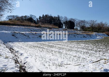 Schneebedecktes Feld, Stadt Isehara, Präfektur Kanagawa, Japan Stockfoto