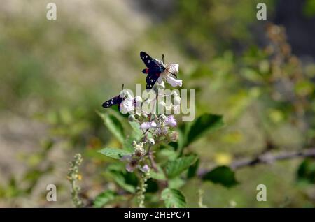 Griechenland, Schmetterlinge mit dem Namen „Nine-Spotted Moth“ auf Blüten eines wilden Brombeerbusches Stockfoto