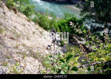 Griechenland, Schmetterlinge mit dem Namen „Nine-Spotted Moth“ auf Blüten eines wilden Brombeerbusches Stockfoto