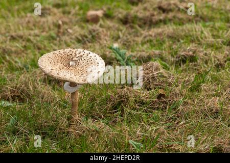 Nahaufnahme eines einzigen Macrolepiota Procera Parasol Pilzbeulens, aufgenommen im Oktober im Wald von Bowood House and Gardens, Wiltshire, England, Großbritannien Stockfoto