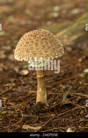 Nahaufnahme eines einzigen Macrolepiota Procera Parasol Pilzbeulens, aufgenommen im Oktober im Wald von Bowood House and Gardens, Wiltshire, England, Großbritannien Stockfoto