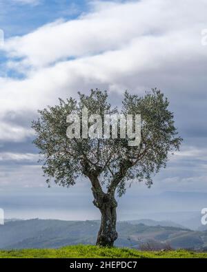 Einseitiger Olivenbaum auf einem Hügel mit Blick auf ferne Berghänge Stockfoto