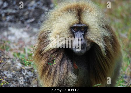 Nahaufnahme eines Porträts endemischer Gelada-Paviane, auch Blutungsherz-Affe genannt, die nur in den äthiopischen Highlands, in den Simien-Bergen, Äthiopien, leben Stockfoto