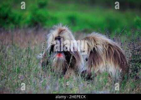 Große Gruppe endemischer Gelada-Paviane, Simien-Gebirge Stockfoto