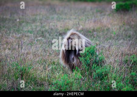 Große Gruppe endemischer Gelada-Paviane, Simien-Gebirge Stockfoto