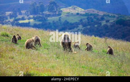 Große Gruppe endemischer Gelada-Paviane, Simien-Gebirge Stockfoto