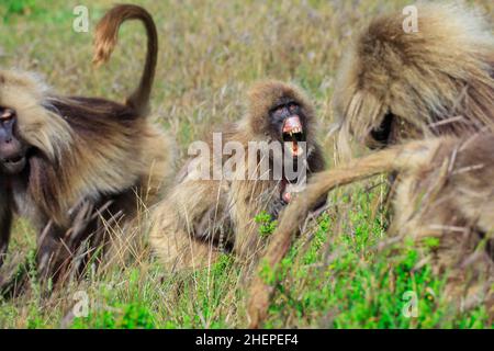 Große Gruppe endemischer Gelada-Paviane, Simien-Gebirge Stockfoto