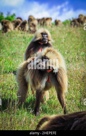 Große Gruppe endemischer Gelada-Paviane, Simien-Gebirge Stockfoto