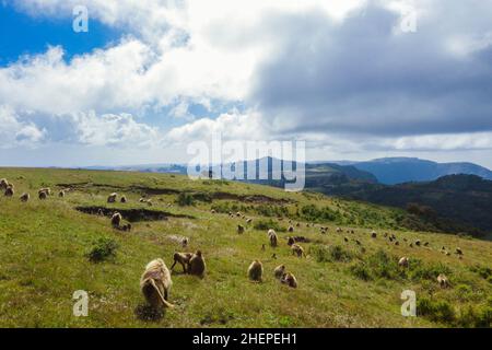 Große Gruppe endemischer Gelada-Paviane, Simien-Gebirge Stockfoto