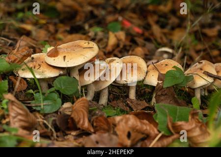 Nahaufnahme eines Pilzklumpen, der auf dem Waldboden im Bowood House and Gardens, Wiltshire, Großbritannien, wächst Stockfoto