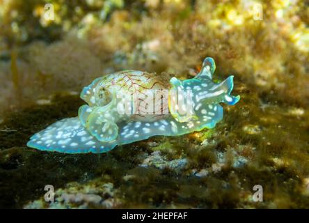 Nahaufnahme der Meeresschnecke Miniature Melo (Micromelo undatus) in flachen Gewässern bei La Maceta (El Hierro, Kanarische Inseln) Stockfoto