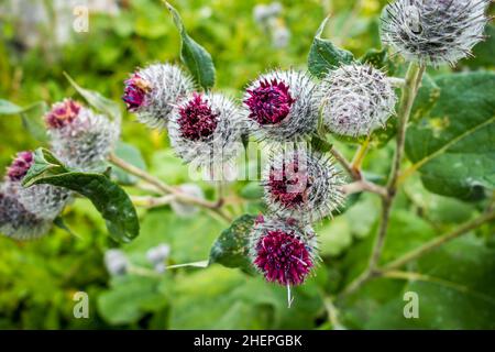 Woolly Burdock - Arctium Tomentosum - Nahaufnahme in Haute Savoie, Frankreich Stockfoto