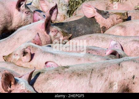 Schweinestackschar in einer Biofarm auf Usedom Stockfoto