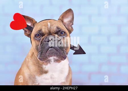 Französischer Bulldog Hund mit Valentinstag Liebe Pfeil Stirnband auf blauem Hintergrund Stockfoto