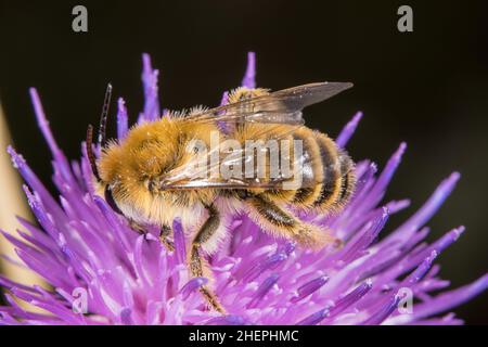 Pantaloon-Biene (Dasypoda altercator, Dasypoda plumipes, Dasypoda hirtipes) saugt Nektar aus einer Distelblume, Deutschland Stockfoto