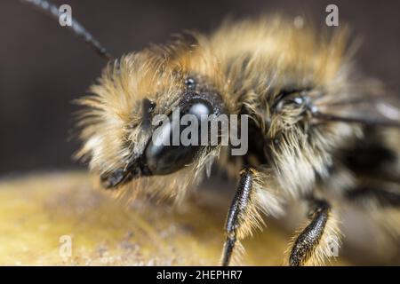 Zweifarbige Maurerbiene, Maurerbiene (Osmia bicolor), männlich, Porträt, Deutschland Stockfoto