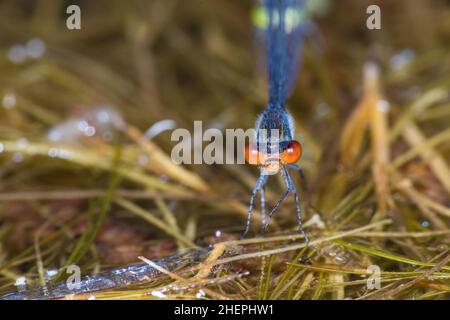 Kleine Rotäugige Damselfliege (Erythromma viridulum), Vorderansicht, Deutschland Stockfoto