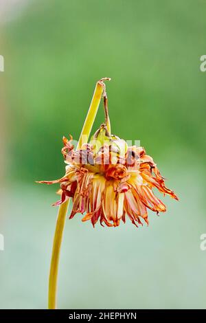 georgina (Dahlia spec.), gebrochene Blume, die an einem Stiel hängt Stockfoto