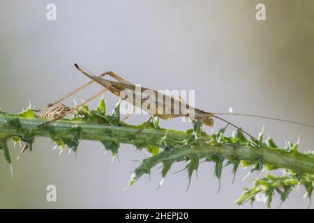 Zerbrechliche Pfeifkricket, europäische Baum-Cricket, italienische Cricket (Oecanthus pellucens), auf dem Stiel einer Distel, Deutschland Stockfoto