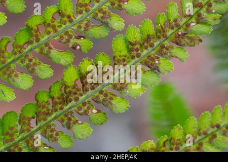 Männlicher Farn, Wurmfarn (Dryopteris filix-Mas), Sporangie auf der Unterseite einer Frondine, Deutschland Stockfoto