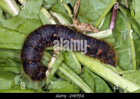 Lemonia dumi (Lemonia dumi), Raupe, Deutschland Stockfoto