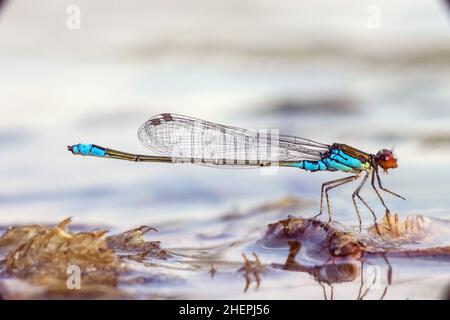 Kleine Rotäugige Damselfliege (Erythromma viridulum), Männchen auf der Wasseroberfläche, Deutschland Stockfoto