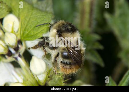 Karpfenbiene, schrille Karpfenbiene (Bombus sylvarum), auf weißer Brennnessel, Lamium-Album, Deutschland Stockfoto