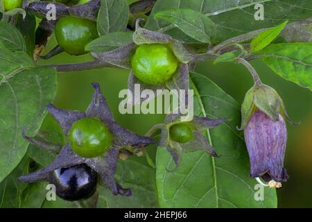 Tödlicher Nachtschatten (Atropa bella-Donna, Atropa belladonna), mit Blumen und Früchten, Deutschland, Bayern Stockfoto