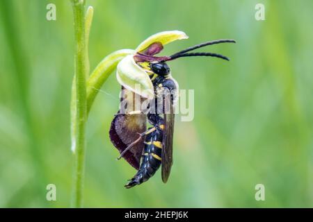 Einsame Wespe (Argogorytes mystaceus), auf einer Ophrys-Blüte, Deutschland Stockfoto