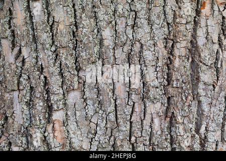 Kleinblättrige Linde, littleleaf linden, blattlinden (Tilia cordata), Rinde, Deutschland Stockfoto