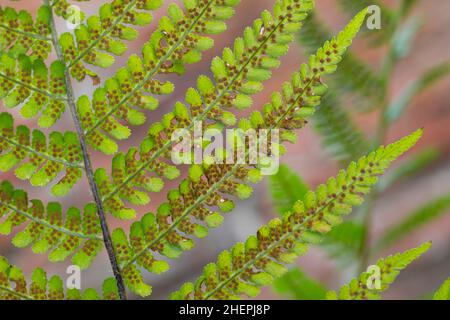 Männlicher Farn, Wurmfarn (Dryopteris filix-Mas), Sporangie auf der Unterseite einer Frondine, Deutschland Stockfoto