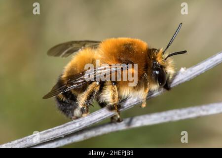 Blütenbiene (Anthophora aestivalis, Anthophora intermedia), Männchen an einem getrockneten Stamm, Deutschland Stockfoto