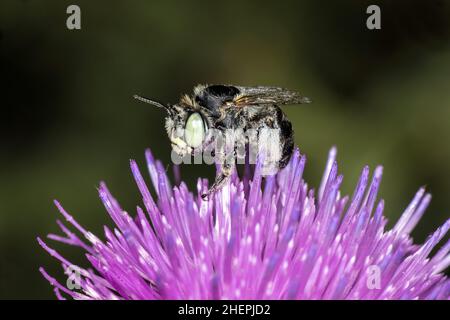 Kleine Blume-Biene (Anthophora bimaculata), sitzt auf einer Blume, Deutschland Stockfoto